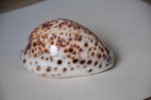 Large tiger cowrie sea shell - tiger,