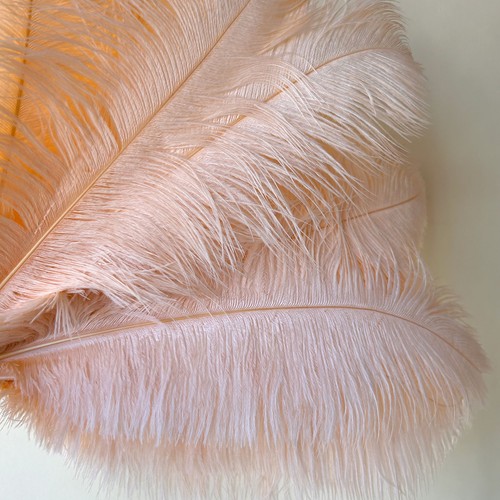 Pcs champagne ostrich - pcs,