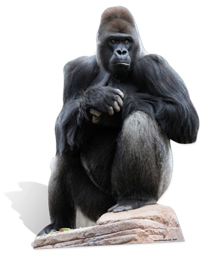 Gorilla lifesize cardboard - gorilla,