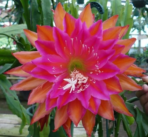 Epiphyllum epicactus hybriden - , epicactus-hybriden