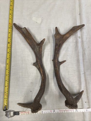 Point fallow deer antlers - fallow,