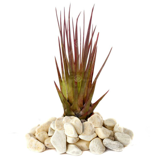 Tillandsia melanocrater 1 - -,