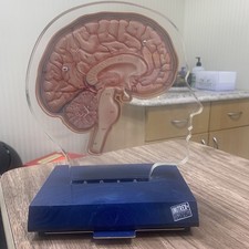 Median Section of the Head and