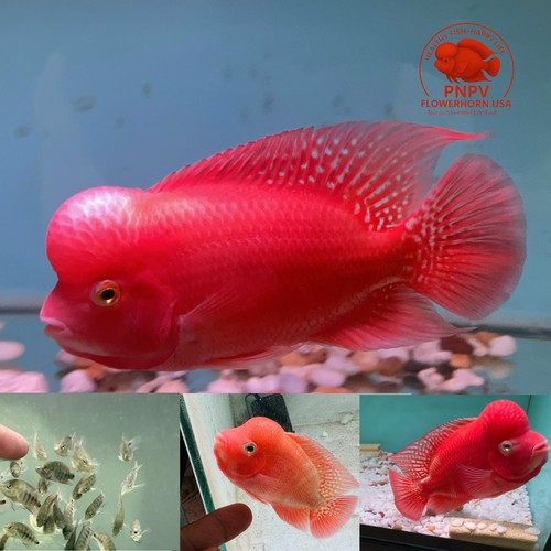 Premium flowerhorn fry super - 1,