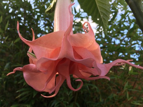 Brugmansia salmon perfektion - brugmansia,