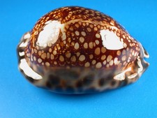 Cypraea maculifera hawaiiensis, Dark, Heavy Callous, 70.8mm, Hawaii Shell