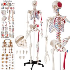 Skeleton Human Anatomical