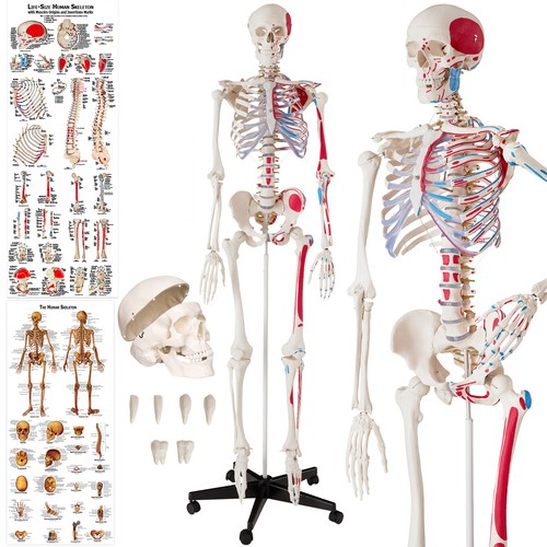 Skeleton human anatomical - human,