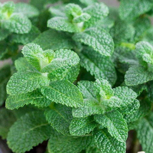 Apple mint plant 13cm - mint,