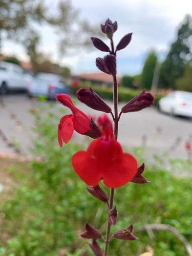 Salvia microphylla baby sage - salvia, microphylla/