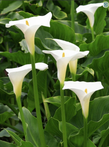 Zantedeschia aethiopica arum - zantedeschia,