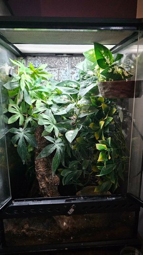 Exo terra 30x30x45cm - 30x30x45cm], fully