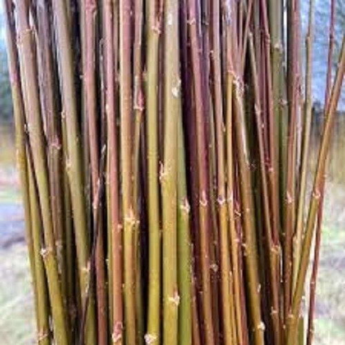 Willow cuttings salix - cuttings.,