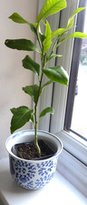 Citrus Orange tree plant in
