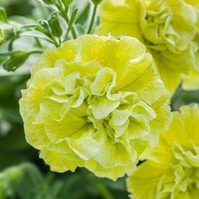 Petunia Tumbelina Matilda x 5