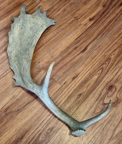 Naturally shed fallow - shed,