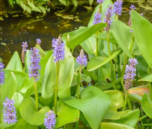 Pickerel weed pontederia - weed,