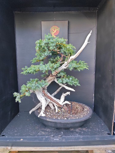 Tanuki needle juniper - juniper, bonsai