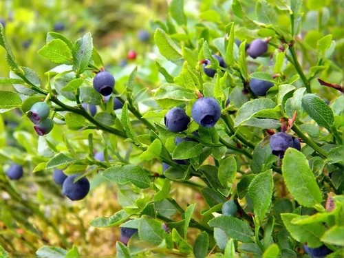Organic bilberry european - 9x,