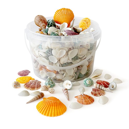 Mixed seashells approx - seashells,