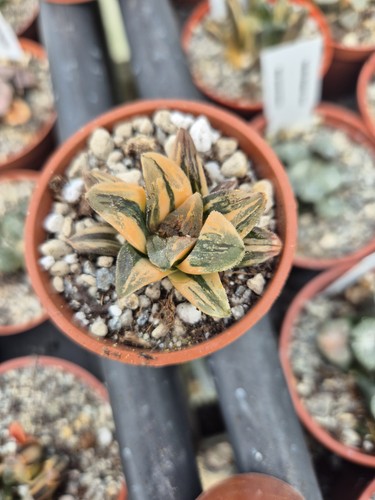 Haworthia pygmaea tiger - pygmaea,