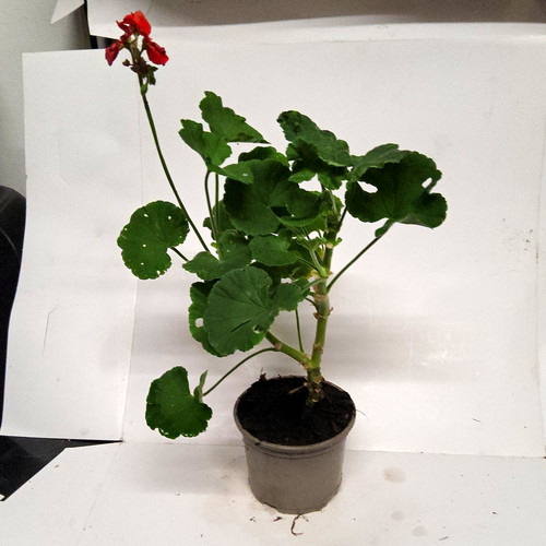Red geranium - red, (pelargonium)