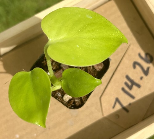 Monstera deliciosa lemon lime - monstera,