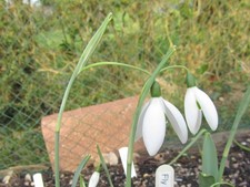 Galanthus Fly Fishing – 3 Flowering Bulbs