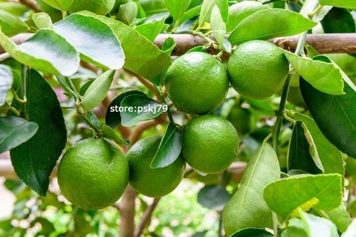 Key lime seeds dwarf - key, seeds-dwarf