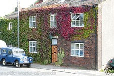 VIRGINIA CREEPER IVY SEEDS