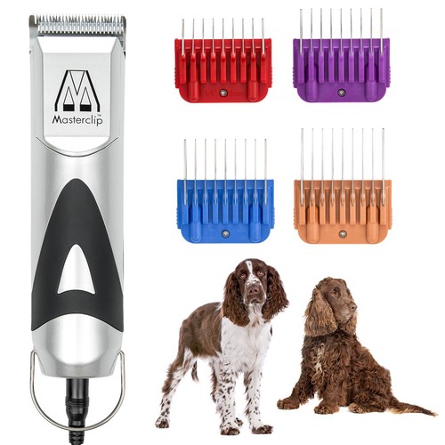 Professional springer spaniel - springer,