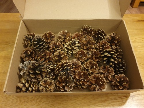 Pine cones for table - 40, 4-7