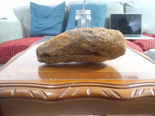 Fossilised sperm whale - fossilised,