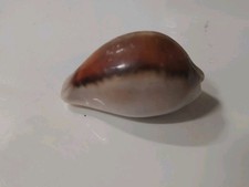 VTG Naria Isabella Cowrie Shell – 1.5" Polished Brown & White Sea Shell – (J25)