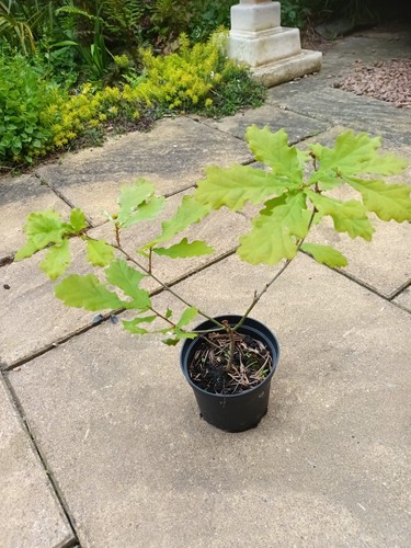 Oak sapling pot grown - oak,