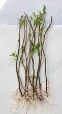 Twisted willow tree rooted - willow,