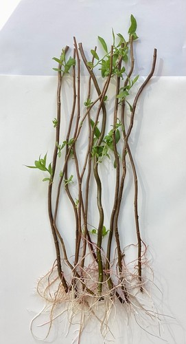 Twisted willow tree - twisted,