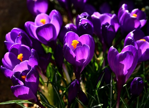 Large flowering purple - large,