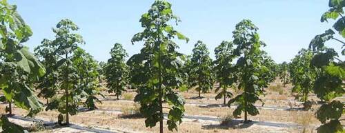 Paulownia shantong rare - paulownia, shantong,