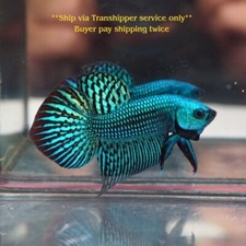 Green Alien Male Wild Betta Fish High Quality from TH *Stock Photo