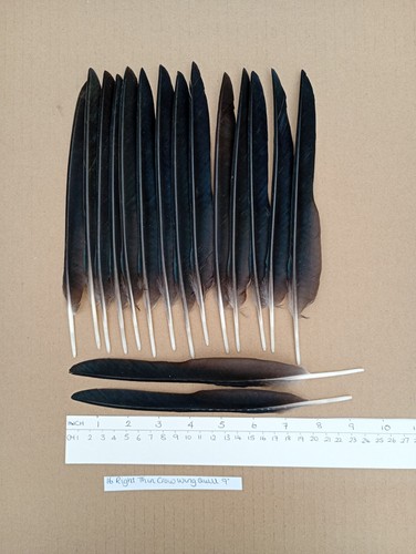 Right thin european carrion - thin,