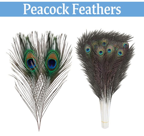 Natural peacock feathers real - natural,