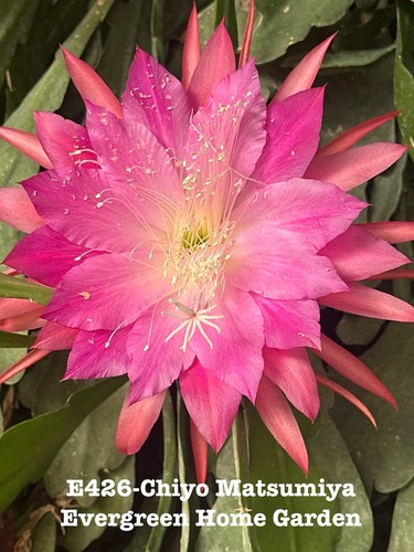 Rooted epiphyllum orchid - epiphyllum,