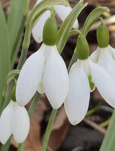 Three galanthus elwesii - galanthus,
