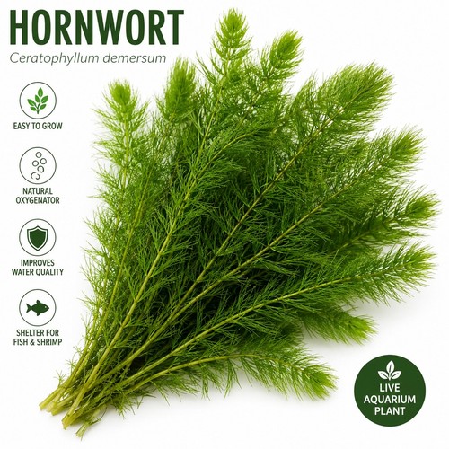Hornwort aquarium plant - hornwort, –