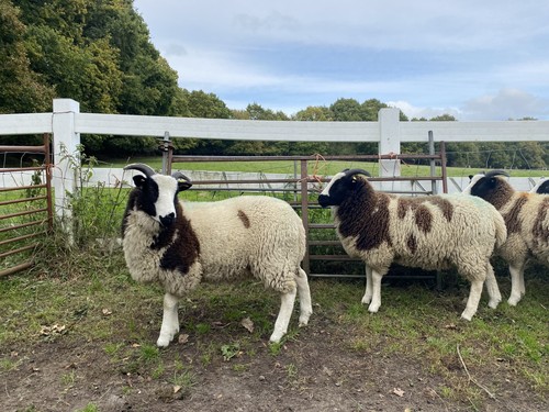 Jacob ewe lamb fleece - lamb, for