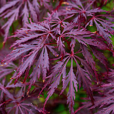 Acer palmatum dissectum