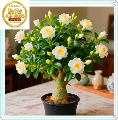 Desert rose bulbs golden - rose,