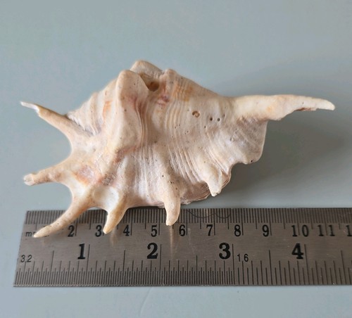 Spider conch sea shell - conch,