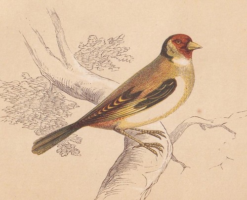1851 goldfinch bird print - goldfinch,